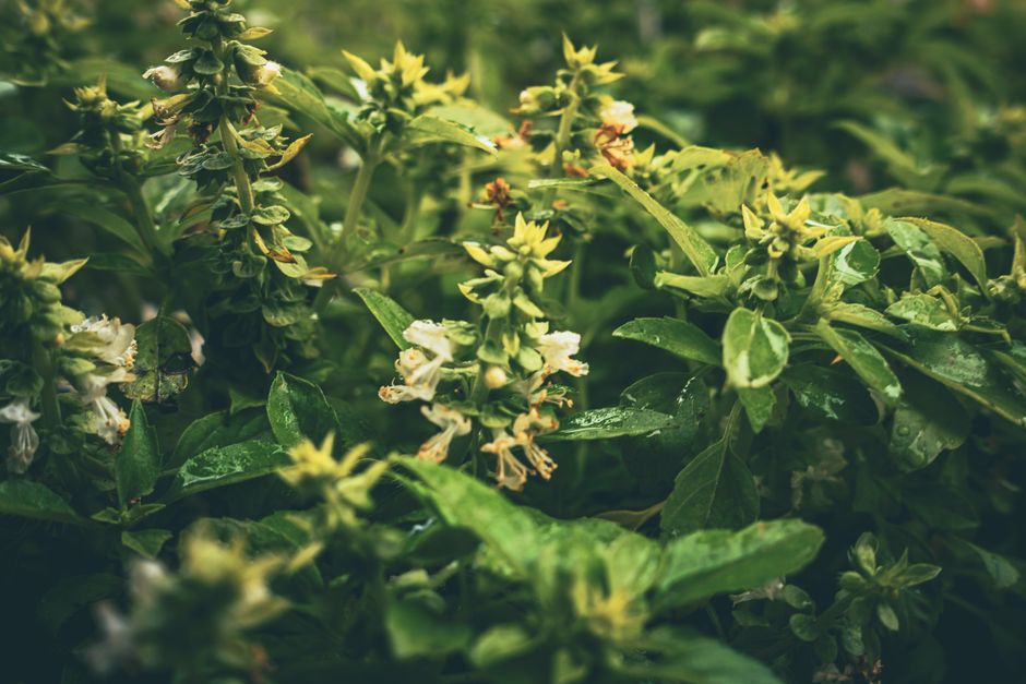 Building a Daily Routine Around Hydration, Breath And The Overlooked Basics — Part 2